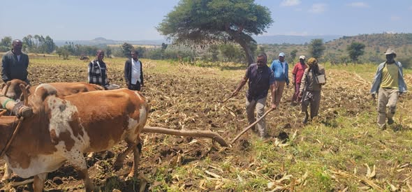 በዘንድሮው የፀደይ አዝመራ በክላስተር እና በአርሶ አደር ደረጃ ትኩረት ተሰጥቶት እየተሰራ መሆኑ ተገለፀ!